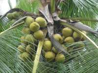 coconut product