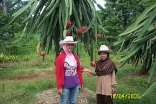 KAMI HADIR di JAKARTA : BIBIT , BUAH NAGA MERAH HITAM