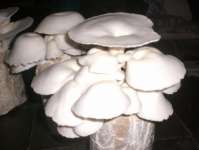Jamur Tiram ( Mushroom Oxyester)