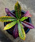 Red Croton