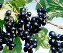 Black Currant Extract