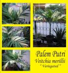 Veitchia merillii Variegated (Queen Palm/Palem Putri) Terjual