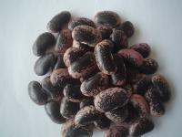 Large Speckled Kidney Bean