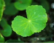 Centella asiatica Extract  (huping@nutra-max.com)