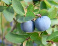 Bilberry Extract