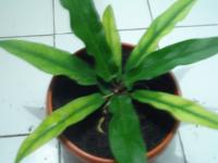 ANTHURIUM VARIGATA ( TERJUAL)