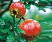 HBXIAN Pomegranate Extract Powder