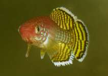 Korthause Red Killifish