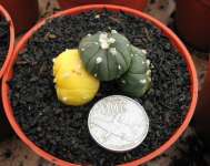 Astrophytum asterias tripleheads variegata