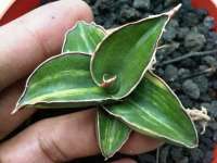 sansevieria robusta dwaft variegated