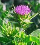 sell Milk thistle extract