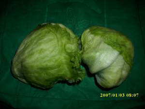 LETTUCE HEAD> > sms= 081-32622-0589 > > SMS= 081-901-389-117
