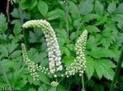 Black Cohosh Extract