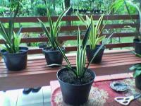 Sansievieria Benthels Sensation Mutation