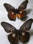 Butterfly Satosira myrama