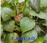 Camcao Hijau Bulu Rambat > > Latin= Cyclea BarbataMiers Familia: Menispermaceae > > SMS= 0858-763-89979 > > SMS= 081-32622-0589 > > SMS= 081-901-389-117