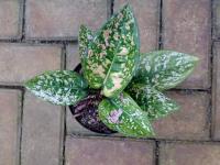 Aglaonema Ruby