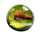 Real Scorpion Insect Amber Paperweights For Gift
