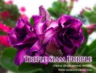 graftingan bunga adenium triple ungu