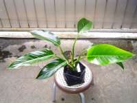 Philodendron Green Congo ( medium)