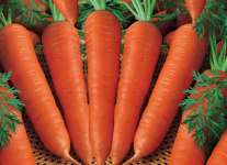 The fresh carrot