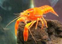 Jual Lobster Hias jenis Orange/ Red Marlboro