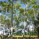Investasi Pohon JABON - Hutan Perkebunan - 6th 1ha,  RAIH 320JUTA