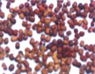 Pueraria Javanica (PJ) Cover Crop Seeds