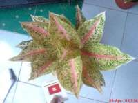 Aglaonema Juliet pirang indukan( NFS)