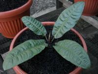 Reflexinervium 4-5 daun (Terjual)