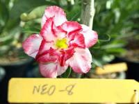Adenium Double Flower # 008