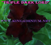 graftingan bunga adenium triple hitam.