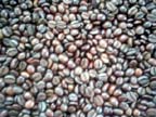 Roasted Coffee Bean ( Java Coffee)