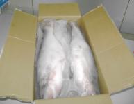 Whole clean pangasius