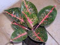 Aglaonema - Adelia