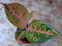 Rosa mau 5 daun (Terjual-Bangka)