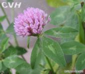 Sell Red Clover Extract (huping@nutra-max.com)
