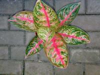 Aglaonema Widuri 8d-TERJUAL