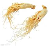 Panax Ginseng Extract