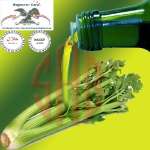 Sell Celery Oil Refined,  Apium Graveolens,  Ajwain