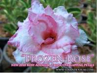 Frozen Rose