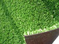 Artificial Grass For Tennis field