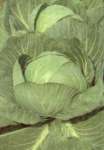 Kol / Cabbage