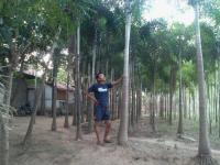 Landscape - Pohon Pelindung