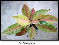 Sri Saowapa