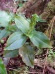 Anoectochilus Sandvicensis (Jewel Orchid)