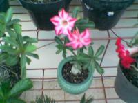 Adenium No name