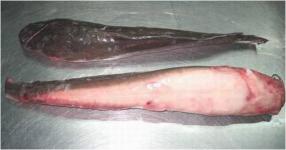 Catfish (Clarias fuscus)