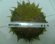 Sun Flower seed - bibit / biji bunga matahari