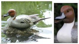 Lifesize Pintail duck